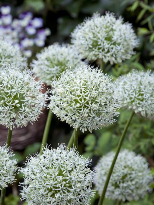 Allium / Prydløg “White Giant” – Kæmpeprydløg. 22,95 kr/stk ved min. 3 stk. – 19,95 kr/stk ved min 10 stk.