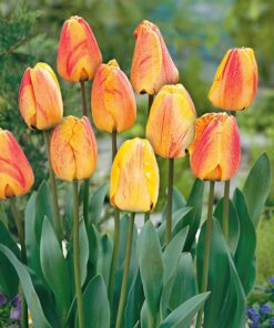 Beauty of Apeldoorn tulipanløg. Smukke varierende nuancer. af de populære og velkendt Apeldoorn Darwin Hybrid tulipaner.