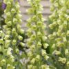 Grøn/cremefarvet Fritillaria Persica Alba 34,95 kr/stk v. 3 stk.
