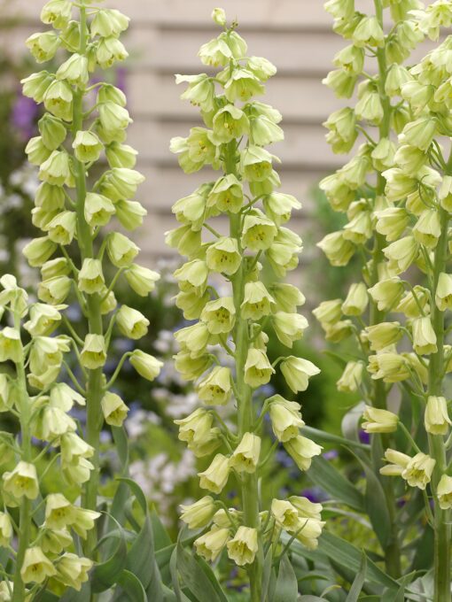 Grøn/cremefarvet Fritillaria Persica Alba 34,95 kr/stk v. 3 stk.