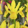 Gul Iris Hollandica “Golden Harvest” blomsterløg 1,50 kr. v/10 stk.