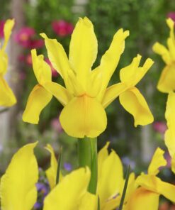 Gul Iris Hollandica “Golden Harvest” blomsterløg 1,25 kr. v/25 stk 1,00 kr. v/100 stk.