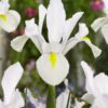 Hvid Iris Hollandica “White Van Vliet” blomsterløg 1,25 kr. v/25 stk 1,00 kr. v/100 stk.