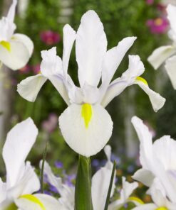 Hvid Iris Hollandica “White Van Vliet” blomsterløg 1,25 kr. v/25 stk 1,00 kr. v/100 stk.