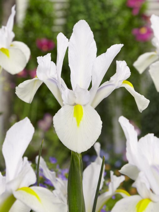 Tilbudspakke blomsterløg – “Vild med hvid 3” – skønne hvide blomster i mange varianter.