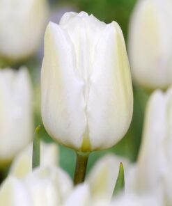 Tilbudspakke blomsterløg – “Vild med hvid 3” – skønne hvide blomster i mange varianter.