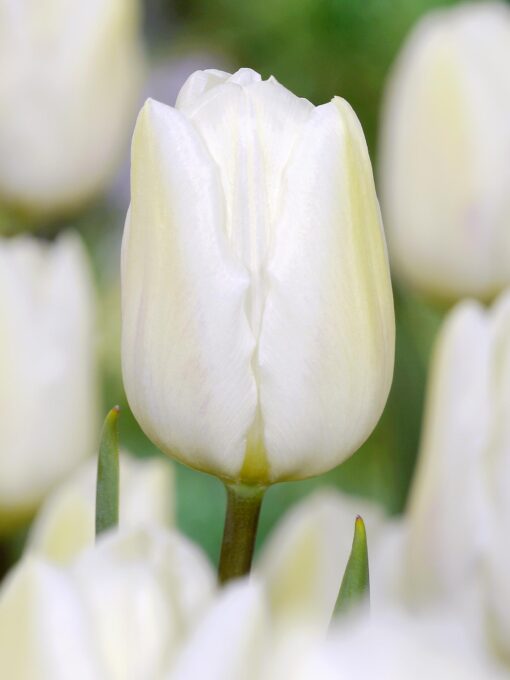 Tilbudspakke blomsterløg – “Vild med hvid 3” – skønne hvide blomster i mange varianter.