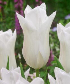 Tilbudspakke blomsterløg – “Vild med hvid 3” – skønne hvide blomster i mange varianter.