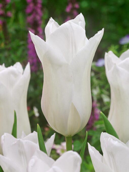 Tilbudspakke blomsterløg – “Vild med hvid 3” – skønne hvide blomster i mange varianter.