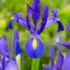 Blå Iris Hollandica “Blue Magic” blomsterløg 1,50 kr. v/10 stk 1,25 kr. v/100 stk.