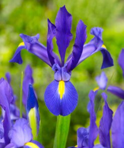 Blå Iris Hollandica “Blue Magic” blomsterløg 1,50 kr. v/10 stk 1,25 kr. v/100 stk.