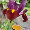 Rødbrun Iris Hollandica “Red Ember” blomsterløg 2,50 kr. v/25 stk 1,95 kr. v/100 stk.