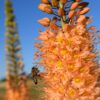 Eremurus Cleopetra / Orange Kleopatras nål – 34,95 kr/stk v. min 3. stk