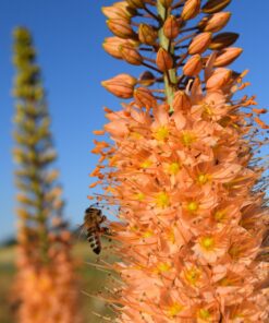 Kleopatras Nål Orange Eremurus cleopatra en virkelig smuk høj blomst. Imponerende blomsterranker. Køb på www.nemhjem.dk