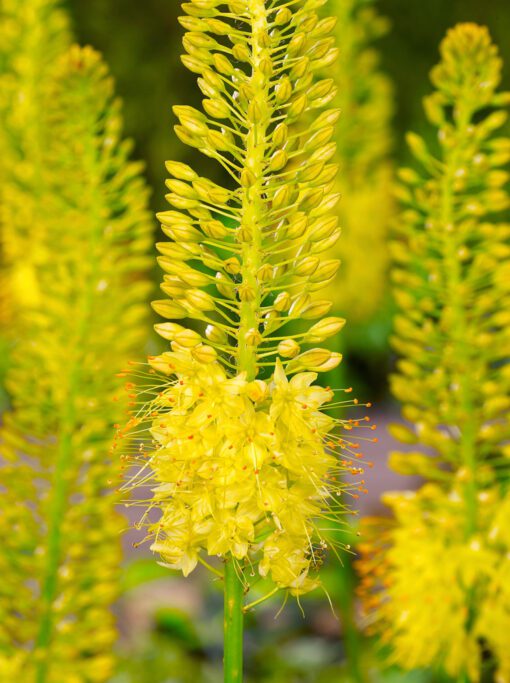 Eremurus / Kleopatras nål. Gul “Yellow Cleopatra” – 34,95 kr/stk ved min 3. stk