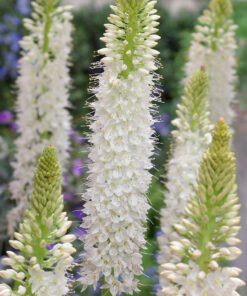 Eremurus / Kleopatras nål. Hvid “Himalaicus” – 34,95 kr/stk ved min 3. stk