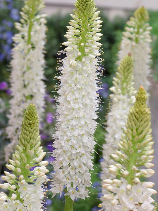 Eremurus / Kleopatras nål. Hvid “Himalaicus” – 34,95 kr/stk ved min 3. stk