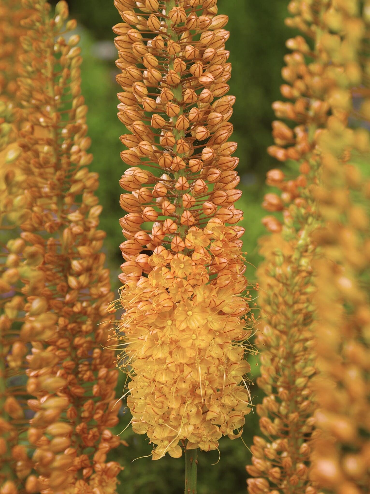 Eremurus / Kleopatras nål 