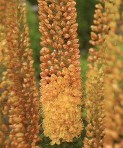 Kleopatras nål Eremurus Pinoccio. En virkelig smuk limegul til orange steppelilje. Køb på NemHjem.dk til danmarks bedste priser. Barrodsknolde i størrelse 1.