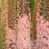 Kleopatras nål Romance. Eremurus Romance. Smukke lyserøde kleopatras nål. Køb blomsterløg til de smukke kleopatras nål på www,nemhjem.dk Dansk Webshop