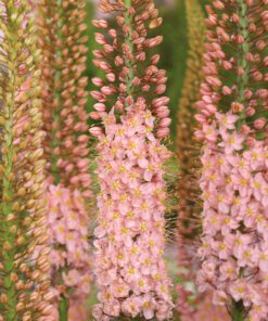 Eremurus / Kleopatras nål. Rosa “Romance” – 34,95 kr/stk ved min 3. stk