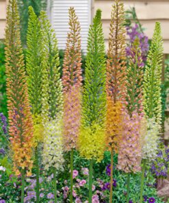 Kleopatras nål mix af smukke farver. Eremurus Mix knolde i størrelse 1. Køb til danmarks bedste pris på www.nemhjem.dk