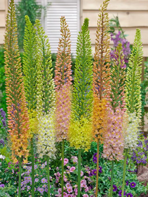 Eremurus / Kleopatras nål mix. – 34,95 kr/stk ved min 3. stk