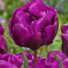 Lilla Dobbelt Tulipan “Negrita Double” – Tulipanløg 10 stk. 40,-