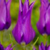 Lilla Liljeblomstrende Tulipan Purple Dream. Smukke lilla tulipaner af stærk sort.