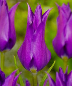 Lilla Liljeblomstrende Tulipan Purple Dream. Smukke lilla tulipaner af stærk sort.