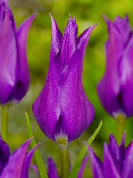 Lilla liljeblomstrende tulipan “Purple Dream” – Tulipanløg 10 stk. 35,- kr. 100 stk. 329,- kr.
