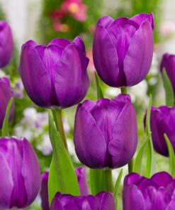 Lilla Tulipan Negrita. En klassisk lilla tulipan af Triumph typen. Køb blomsterløg på www.nemhjem.dk Danmarks bedste priser.