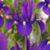 Lilla Iris Hollandica “Purple Sensation” blomsterløg 1,25 kr. v/25 stk 1,00 kr. v/100 stk.