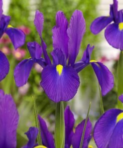 Lilla Iris Hollandica “Purple Sensation” blomsterløg 1,25 kr. v/25 stk 1,00 kr. v/100 stk.