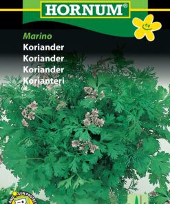 Koriander frø – “Marino” – Krydderurtefrø – Hornum