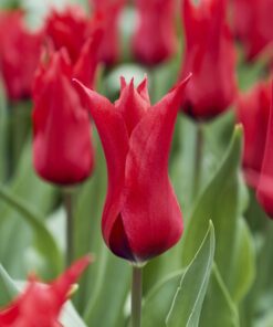 Rød liljeblomstrende tulipan “Pretty Woman” Tulipanløg 10 stk. 35,- kr. 100 stk. 329,- kr.