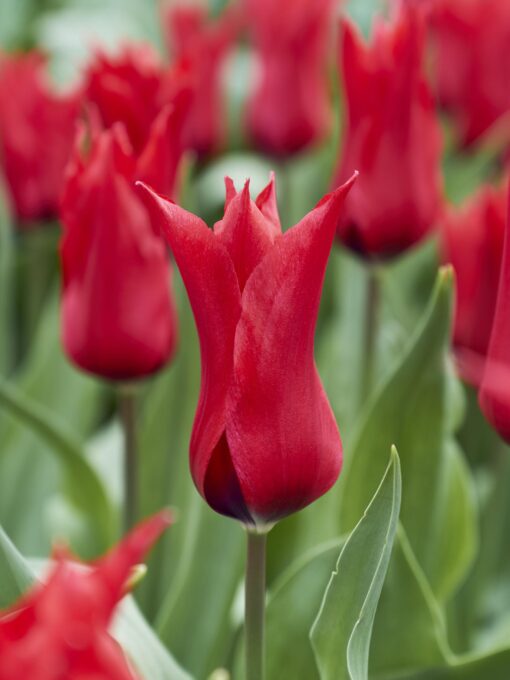 Rød liljeblomstrende tulipan “Pretty Woman” Tulipanløg 10 stk. 35,- kr. 100 stk. 329,- kr.