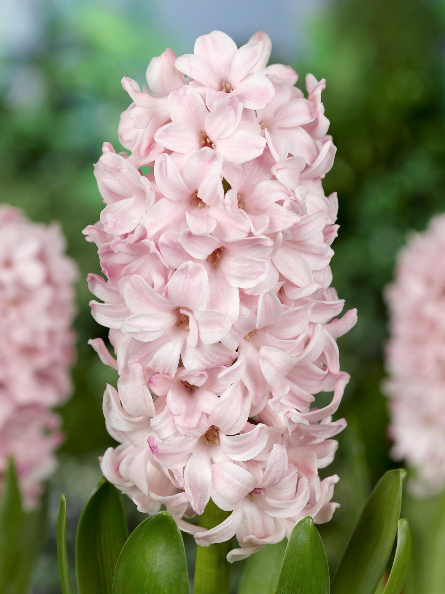 Sart Rosa Hyacint “China Pink” Hyacintløg 10 stk. 59,- kr.