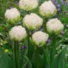 Tidlig hvid dobbelttulipan White Mountain. Storkøb tulipanløg på www.nemhjem.dk Danmarks bedste priser på blomsterløg.