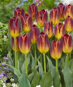 Amberglow tofarvet tulipan – Tulipanløg 10 stk. 35,- kr. 100 stk. 329,- kr.