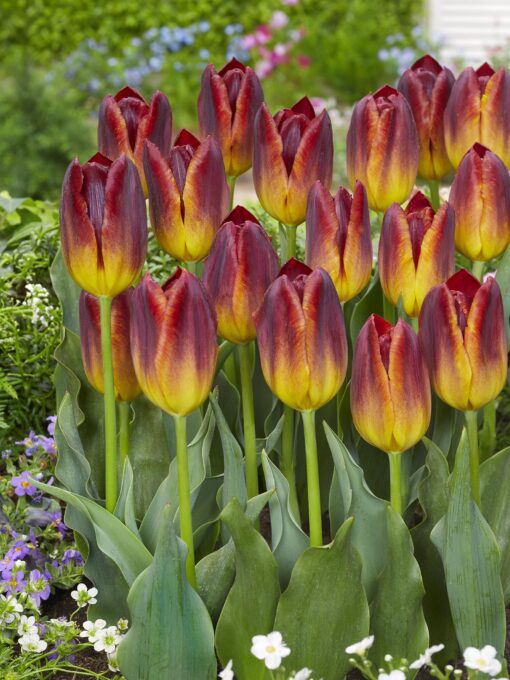 Amberglow tofarvet tulipan – Tulipanløg 10 stk. 35,- kr. 100 stk. 329,- kr.
