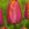 Triumph Tulipan “Jimmy” – Tulipanløg 10 stk. 35,- kr.