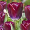 Bordeauxrøde Triumph Tulipan “Kansas Proud” – Tulipanløg 10 stk. 35,- kr.