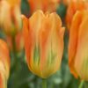 Abrikosfarvet tulipan “Apricot Emperor” – Fosteriana tulipaner – 10 stk. 35,- kr. 100 STK 319,- kr.