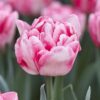 Tulipan Foxtrot en smuk rosa lyserød og hvid dobbelttulipan. Virkelig smukke skålformede blomsterhoveder. Køb tulipanløg på www.nemhjem.dk Danmarks bedste priser.