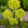 Unik Gul Allium / Prydløg “Allium Obliquum” – 31,95 kr/stk ved min 3 stk.