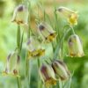 Vibeæg bordeauxrøde striber – Fritillaria Acmopetala – UDSALG 10 stk 39,96 kr.