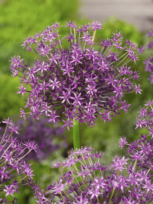Allium “Miami” – 3,50 kr/stk ved min 10 stk. – 3,29 kr/stk ved min. 100 stk.