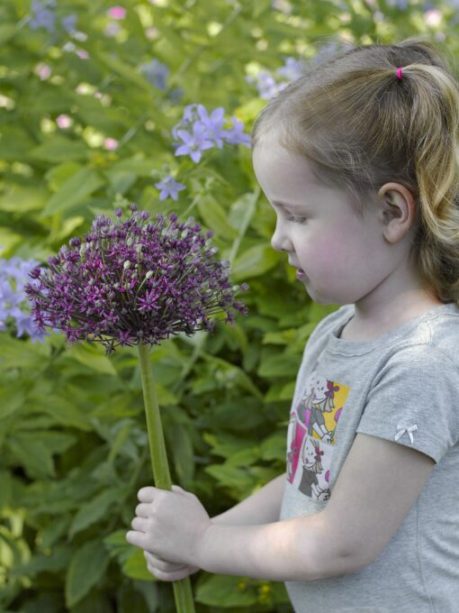 Allium “Miami” – 3,50 kr/stk ved min 10 stk. – 3,29 kr/stk ved min. 100 stk.