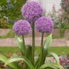Allium / Prydløg “Party Balloons” – 27,95 kr/stk ved min. 3. stk.